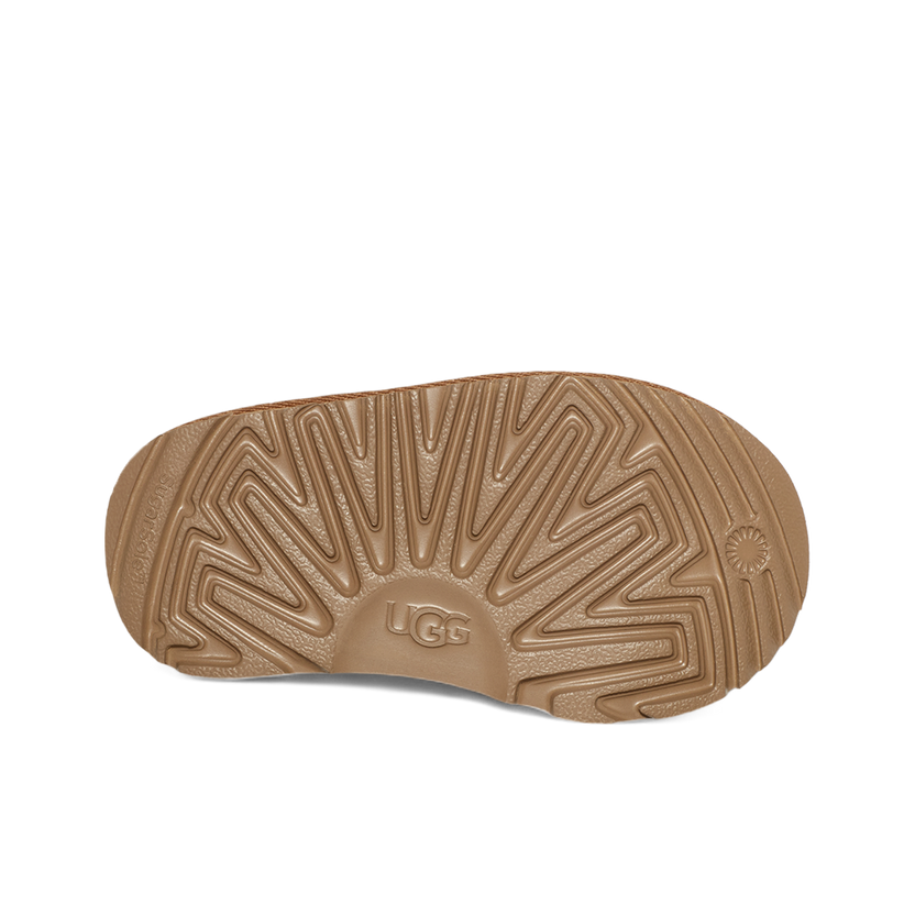 W Tasman (chestnut)